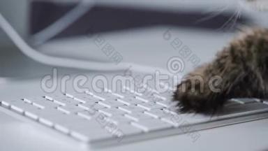 泰比猫<strong>正在</strong>电脑键盘上<strong>输入</strong>文字